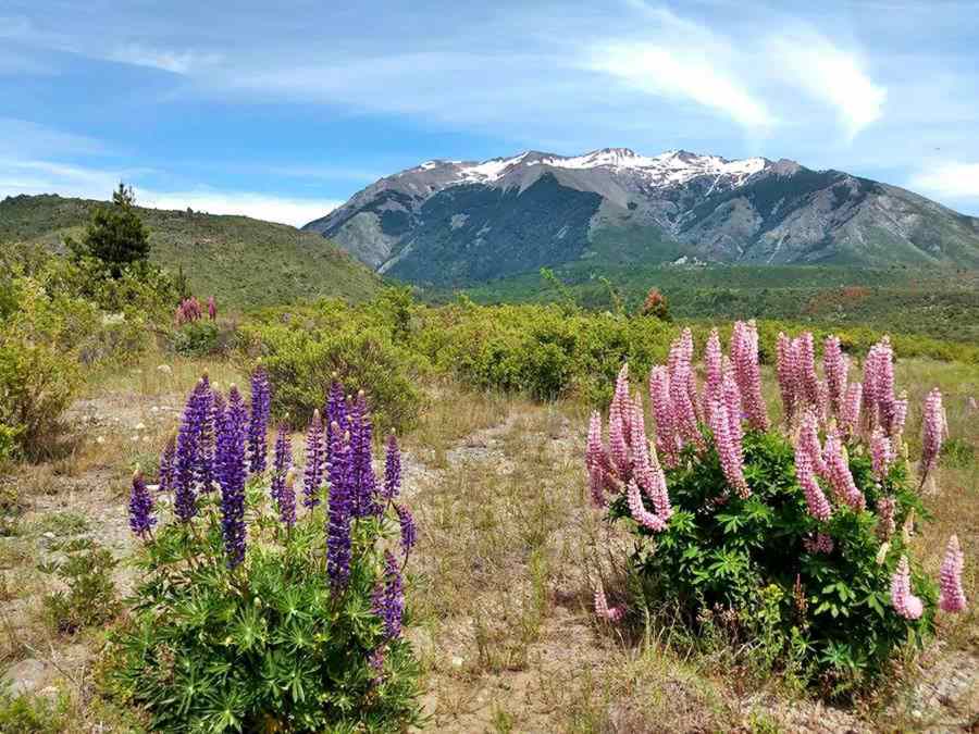 Flowering lupins and the forested mountains near Cholila seen from 40 Ruta 40, Chubut Patagonia