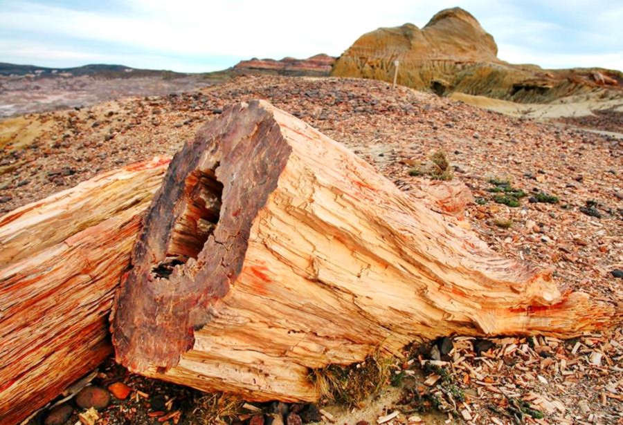 troncos petrificados en el arido suelo seco