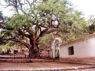 historico algarrobo histórico