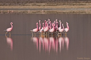 Flamingos in the Laguna de los Pozuelos lake, Jujuy