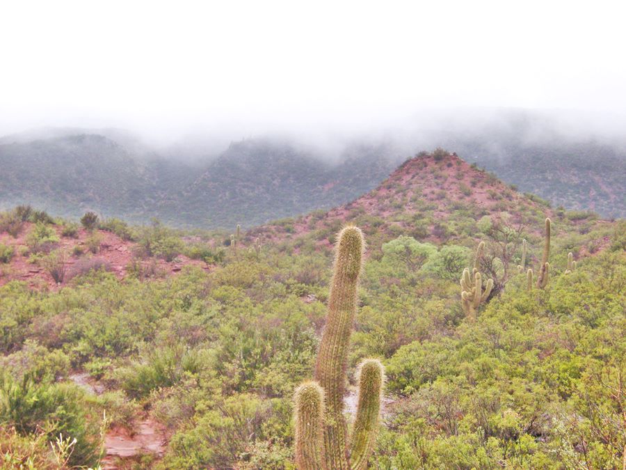 mountain slope with cardon cacti, red rocks, Cuesta de Miranda
