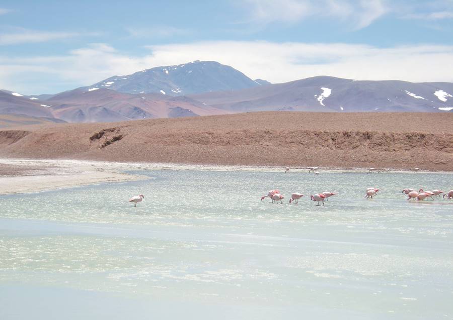 Flamingos at Laguna Brava, La Rioja province, Cuyo