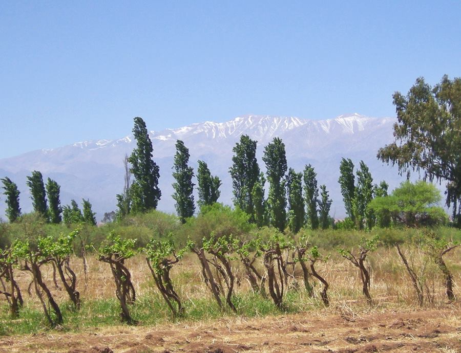 grape vines and the snowed peaks of the Famatina Mountains