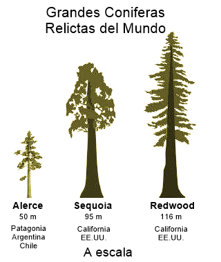 Alerce, sequoia y redwood gigante, comparación de alturas