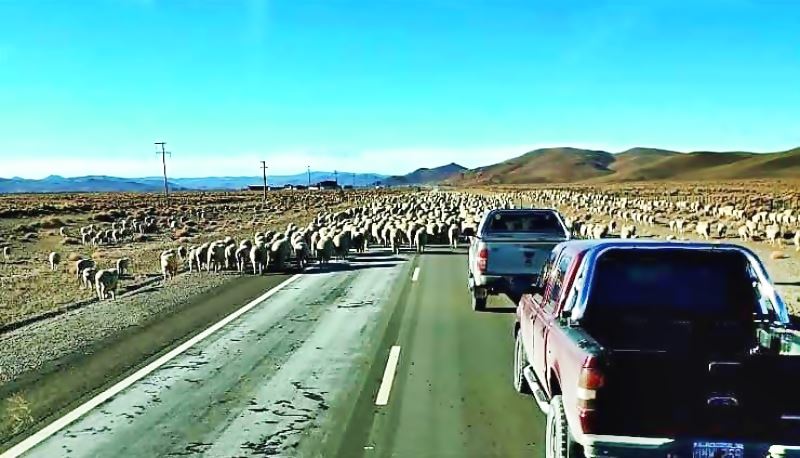 Sheep on the Ruta 40 highway in Argentina
