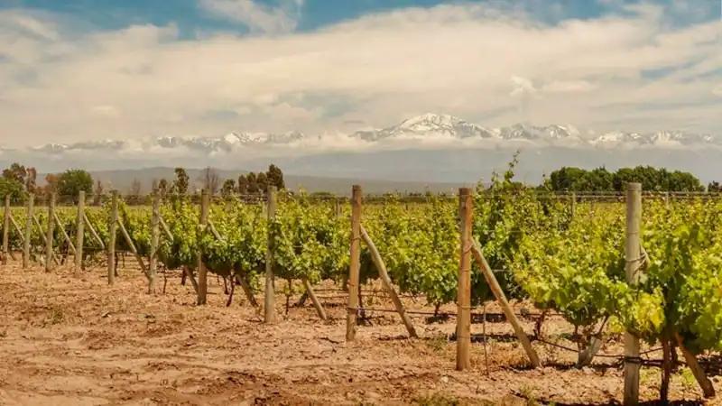 viñedos en Maipú con los Andes nevados de fondo