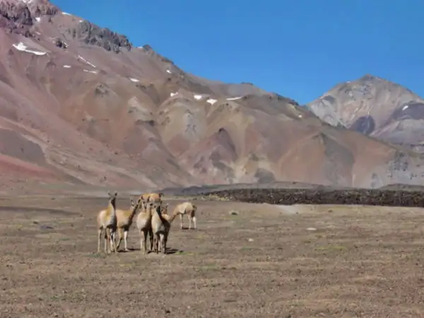 crías de guanaco, llamados chulengos en el volcán Maipo