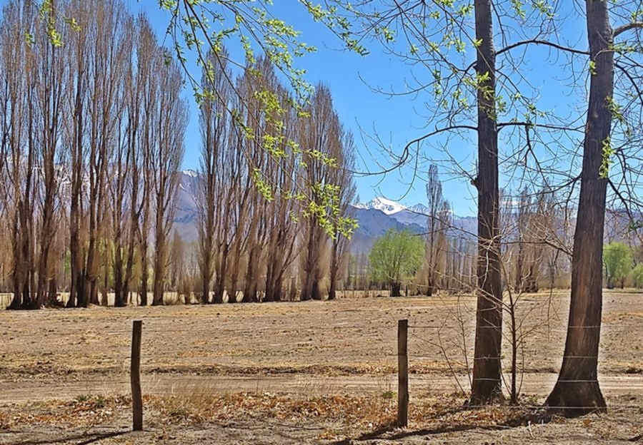 alamos, campo y montañas nevadas en el valle de Uspallata