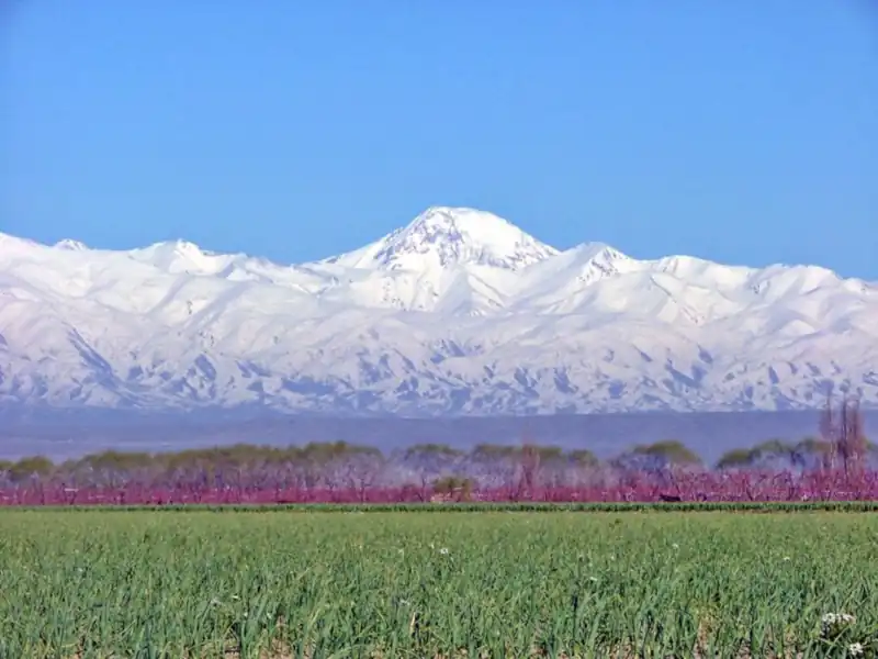 volcán Tupungato tras un campo de ajos Andes y volcán Tupungato nevados y un soleado campo de ajos en primer plano