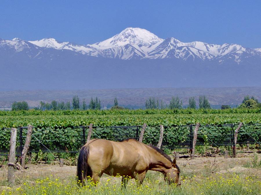 grape vines, a horse and behind the Andes  and Tupungato volcano in Tupungato Mendoza
