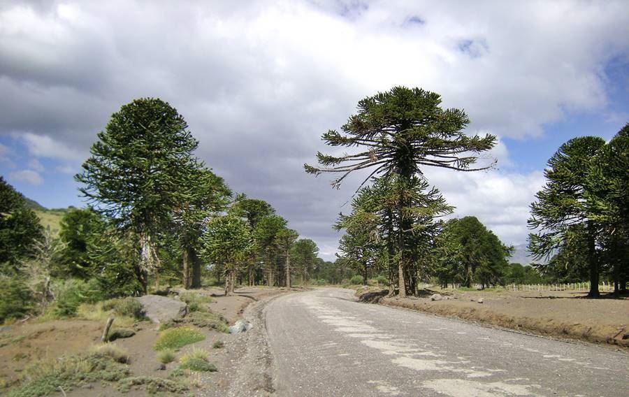 Pehuen trees on the highway to lake Tromen