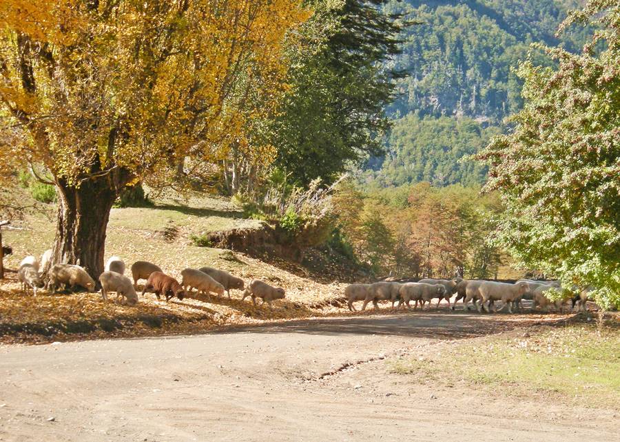 Sheep in Quintupuray in Neuquén, Ruta 40, Road of the Seven Lakes