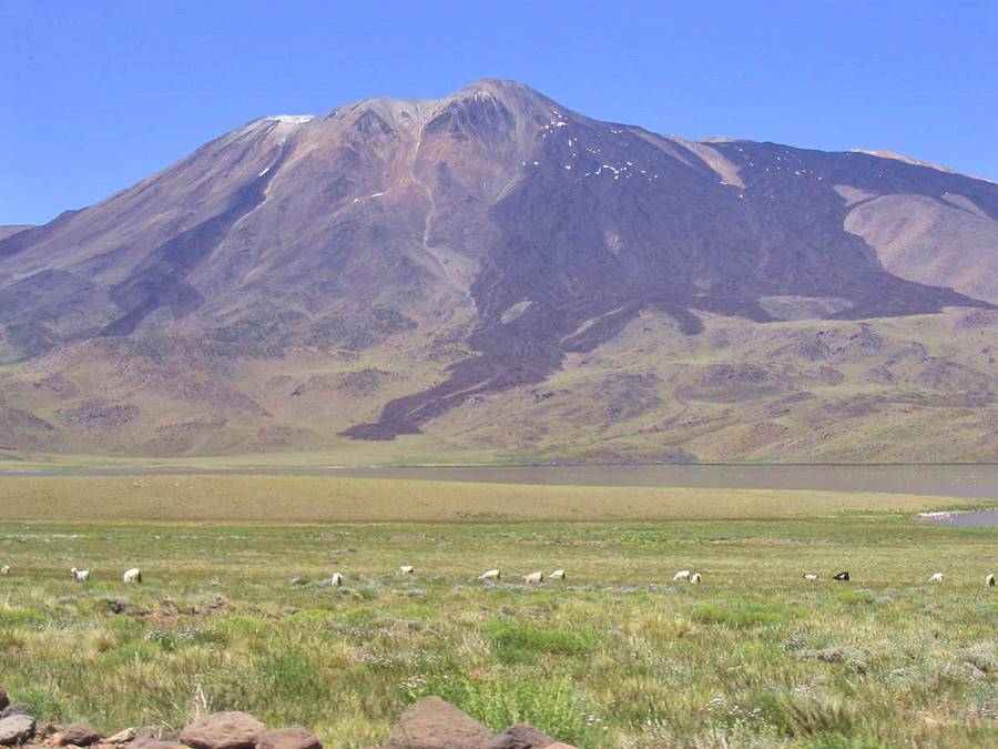 Tromen volcano in the distance, goats in a meadow at Buta Ranquil Ruta 40