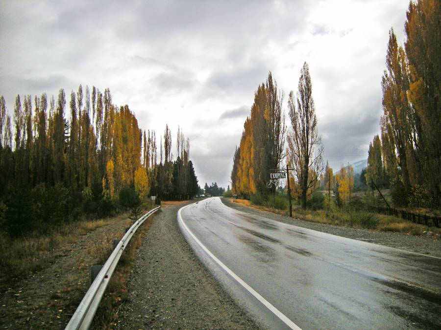 Yellow poplars during autumn, Ruta 40 on a rainy day at El Foyel