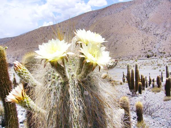 Flower of the cardón cactus