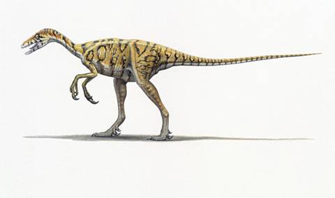 An Eoraptor dinosaur