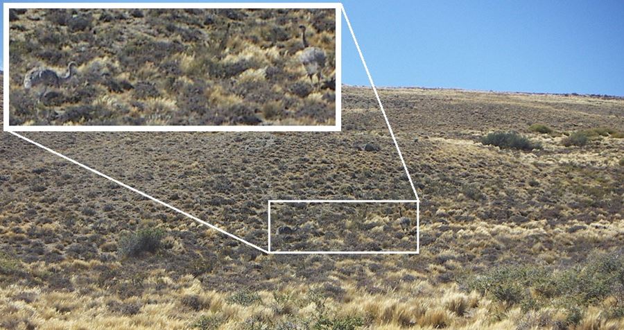 two rhea -South American ostriches- almost invisible against the steppe’s shrubs