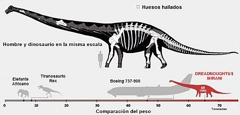 dinosaurio dreadnoughtus schrani a gigantic dinosaur