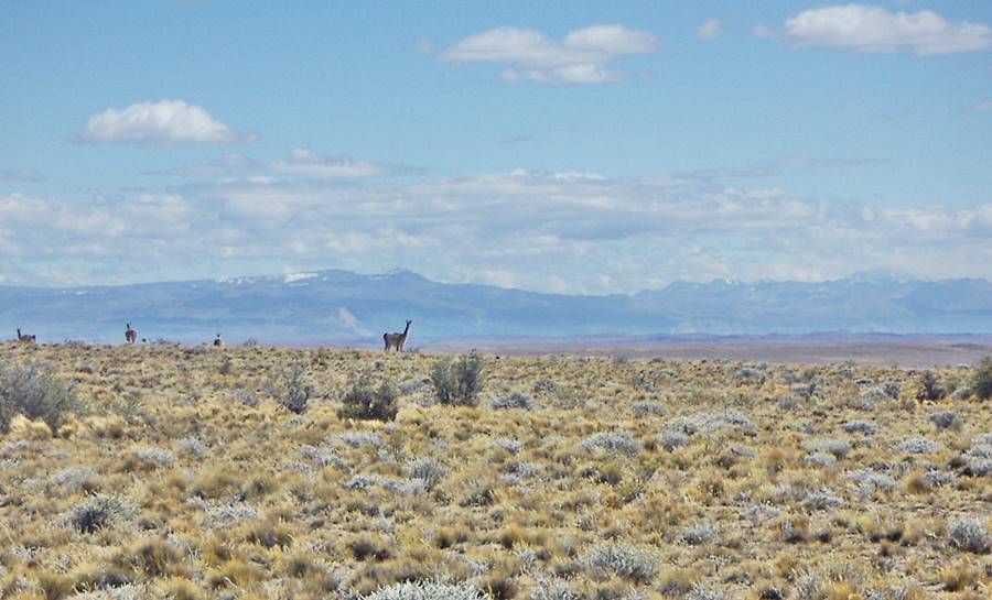 Guanacos on the steppe at Bajo Caracoles by Ruta 40, Santa Cruz, Patagonia, Argentina