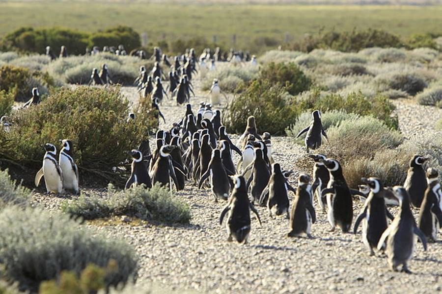 Penguins at the Provincial Reserve at Cabo Vírgenes